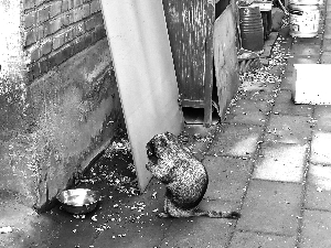 北京雍和宫高档小区,雍和宫土拨鼠