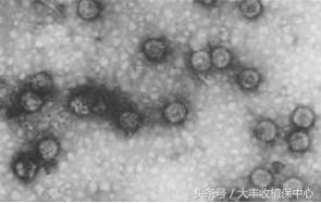 草莓病毒病最佳治疗方法,草莓病毒病用什么药治