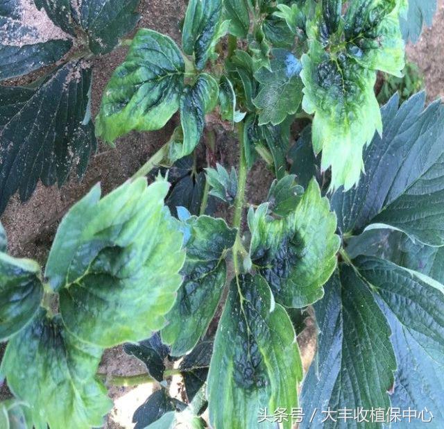 草莓病毒病最佳治疗方法,草莓病毒病用什么药治