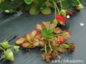 草莓病毒病最佳治疗方法,草莓病毒病用什么药治