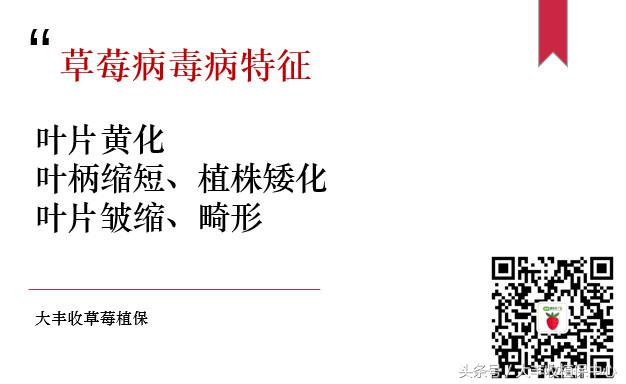 草莓病毒病最佳治疗方法,草莓病毒病用什么药治