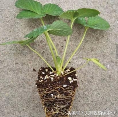 草莓病毒病最佳治疗方法,草莓病毒病用什么药治