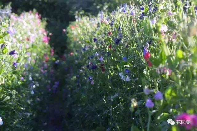 抑郁症疗愈花园,抑郁情绪疗愈法