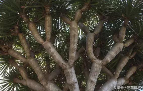 巴西木龙血树的辨识区别和鉴赏,巴西木龙血树能长多大