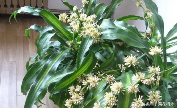 巴西木龙血树的辨识区别和鉴赏,巴西木龙血树能长多大