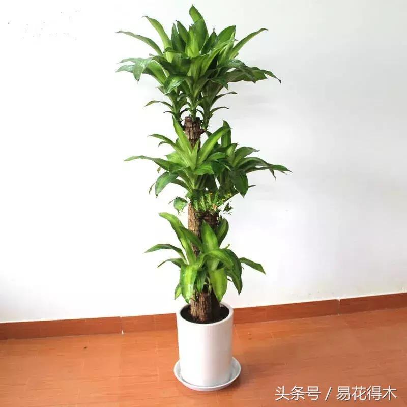 巴西木龙血树的辨识区别和鉴赏,巴西木龙血树能长多大