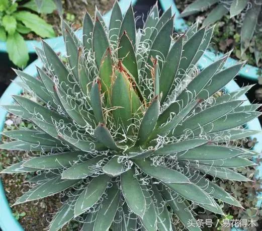 巴西木龙血树的辨识区别和鉴赏,巴西木龙血树能长多大