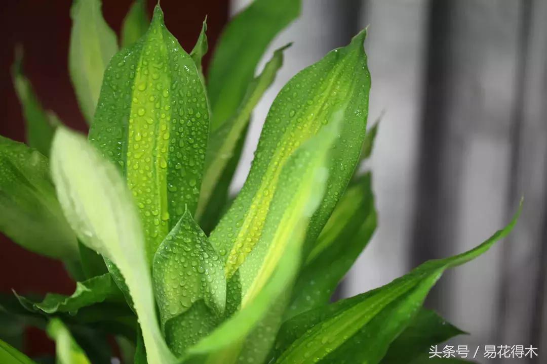 巴西木龙血树的辨识区别和鉴赏,巴西木龙血树能长多大