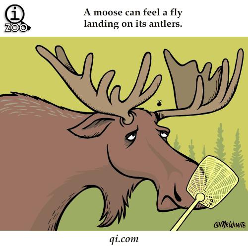 GIF呆萌动物冷知识，知道5个以上算你厉害！