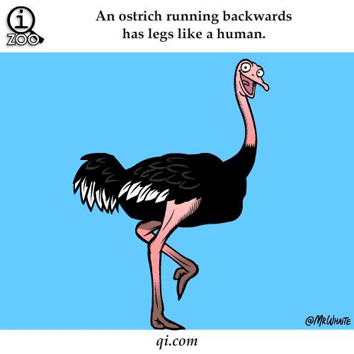 GIF呆萌动物冷知识，知道5个以上算你厉害！