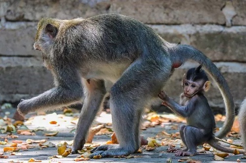 去巴厘岛度假有4点要切记,去巴厘岛需要注意事项