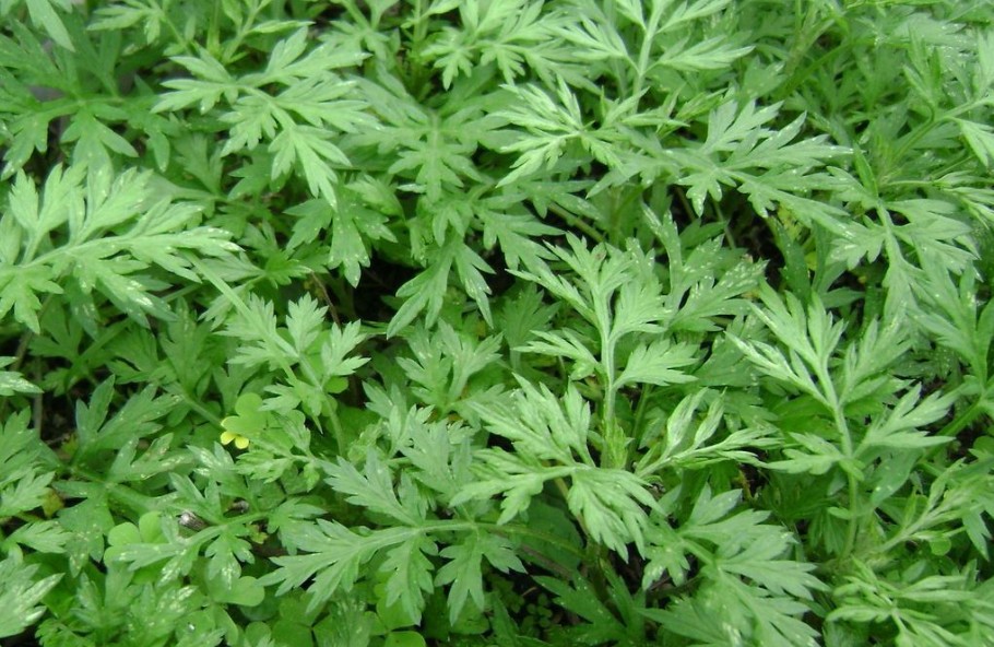 艾草怎么入药好吃呢,艾草夏天有妙用既是药材也是食材