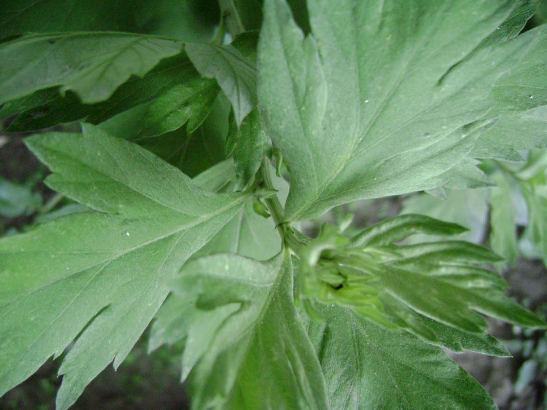 艾草怎么入药好吃呢,艾草夏天有妙用既是药材也是食材