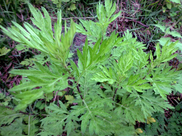 艾草怎么入药好吃呢,艾草夏天有妙用既是药材也是食材