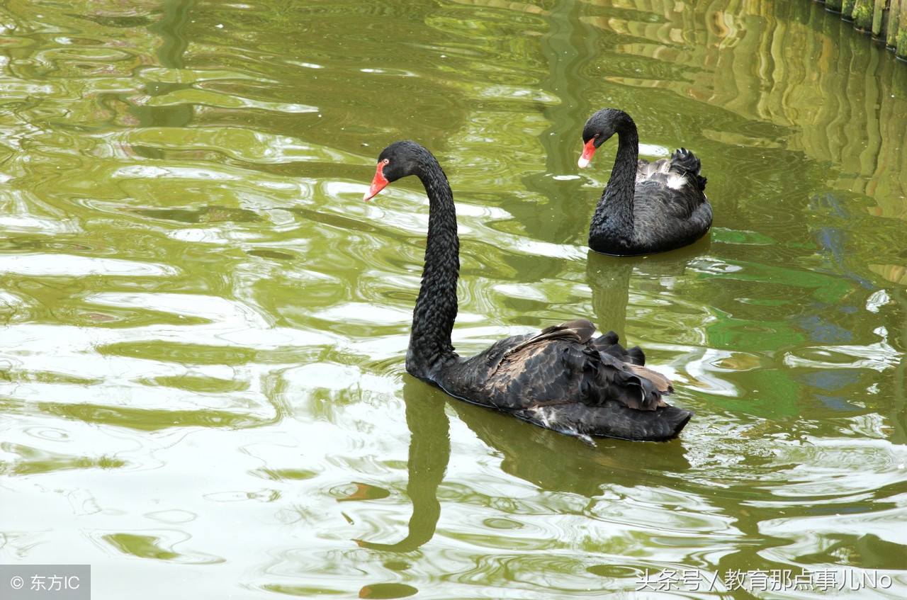中国古诗哪一首最长,中国哪首古诗最长