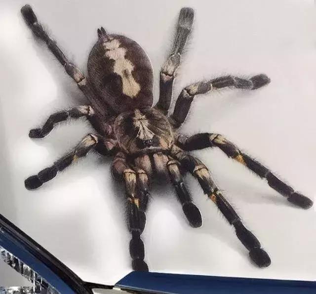 给刚买的新车贴上3D车贴，分分钟成为交警眼中钉！