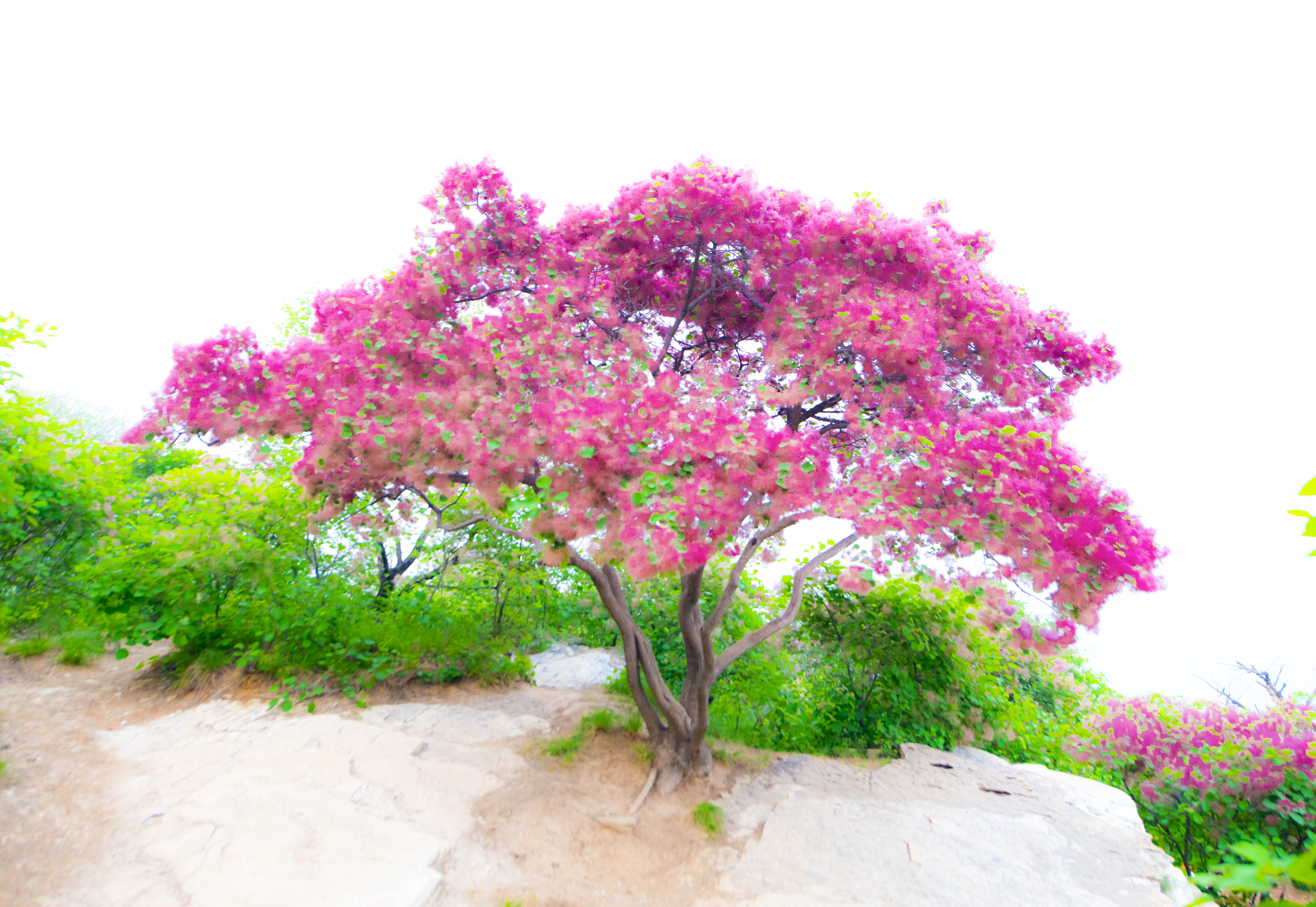 摘一簇黄栌花，把浪漫带回姥姥家，但它柔软的花身却让人不舍碰它