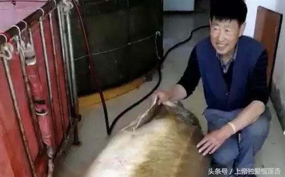 黑龙江鳇鱼最大多少斤,黑龙江大鳇鱼1000斤