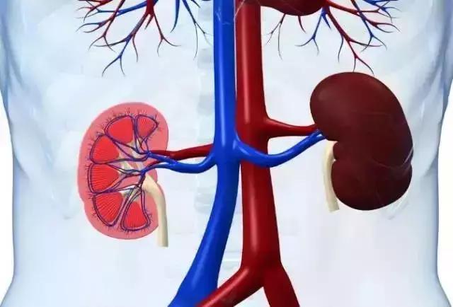 六味地黄丸和杞菊地黄丸哪个滋阴,杞菊地黄丸六味地黄丸哪个补肾快