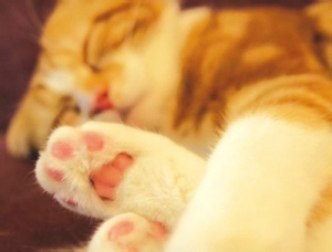 猫咪中暑的症状及治疗方法图片,猫咪中暑怎么缓解