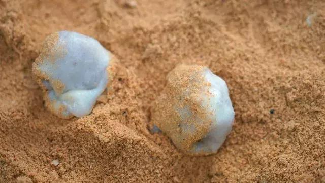 踏青攻略请收好,踏青出游时请收好这份指南