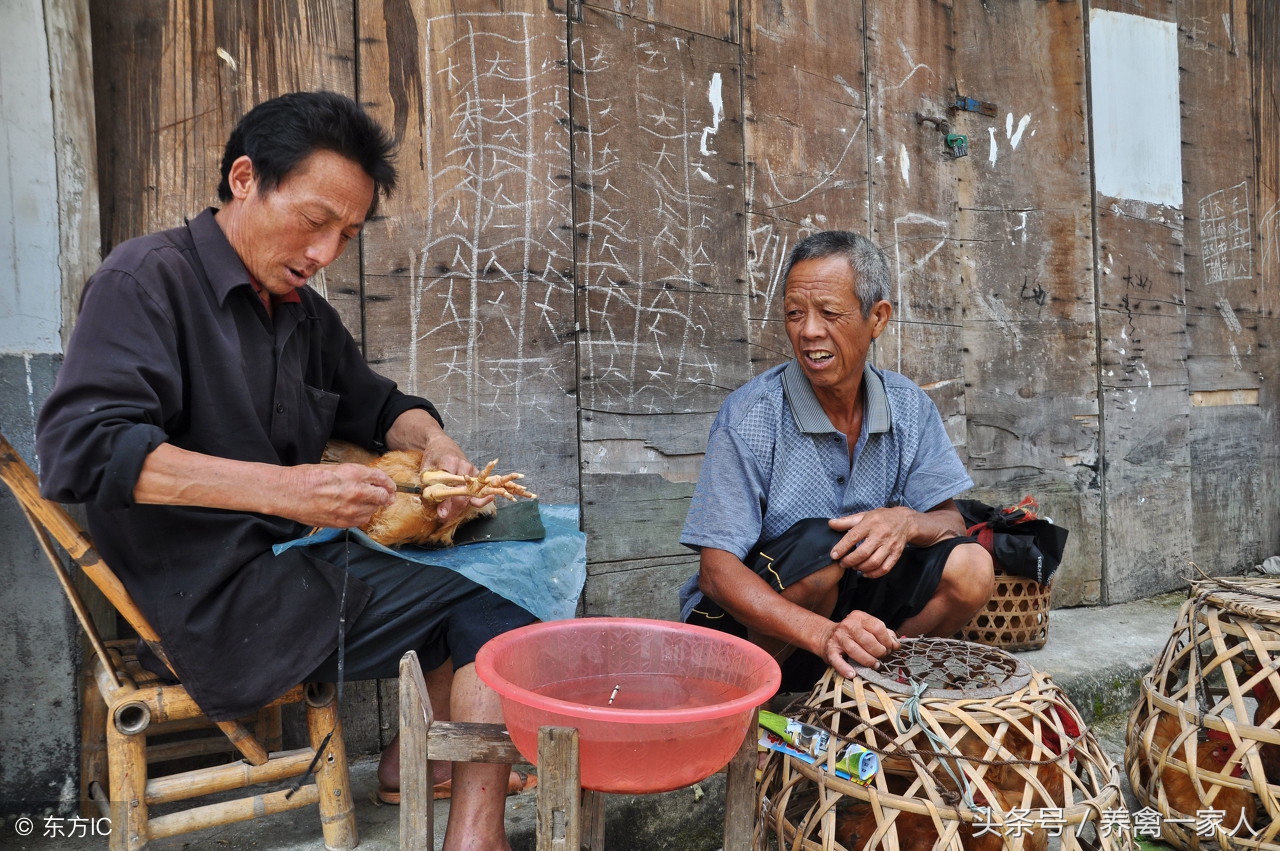 养鸡六大秘诀,养鸡是生鸡还是阉鸡好