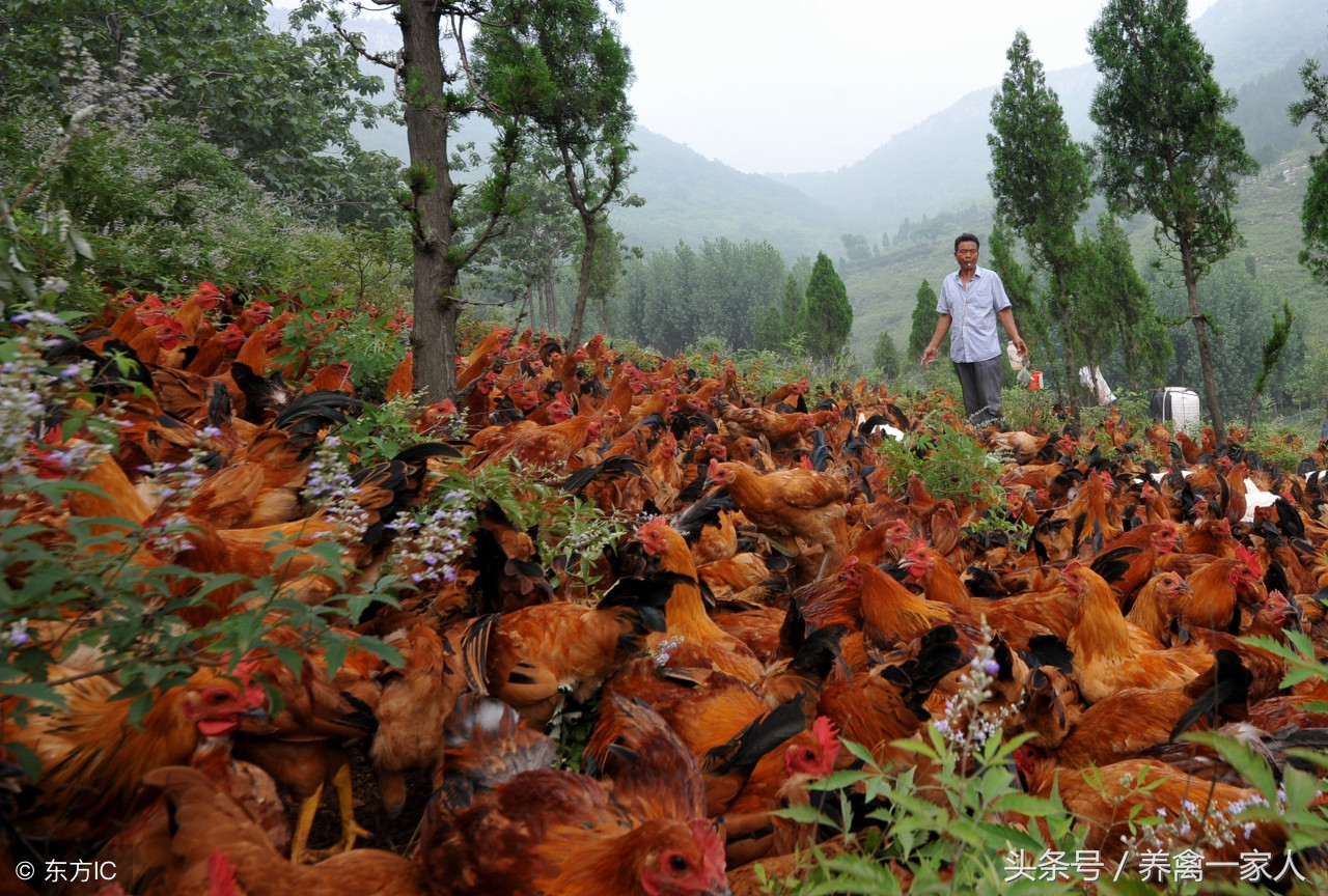 养鸡六大秘诀,养鸡是生鸡还是阉鸡好