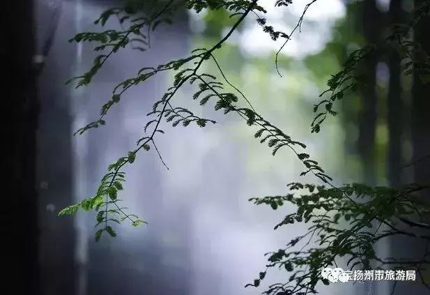 游宝应湖湿地公园,宝应湖国家湿地公园项目