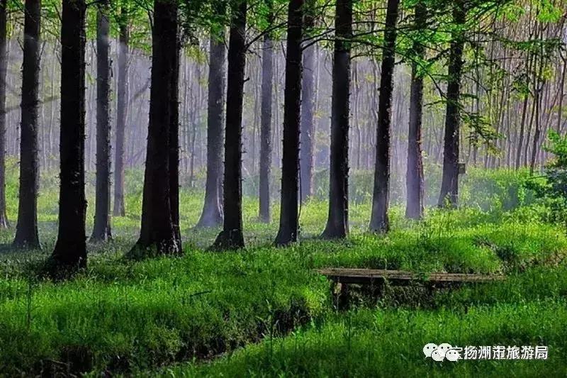 游宝应湖湿地公园,宝应湖国家湿地公园项目