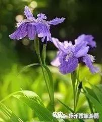 游宝应湖湿地公园,宝应湖国家湿地公园项目