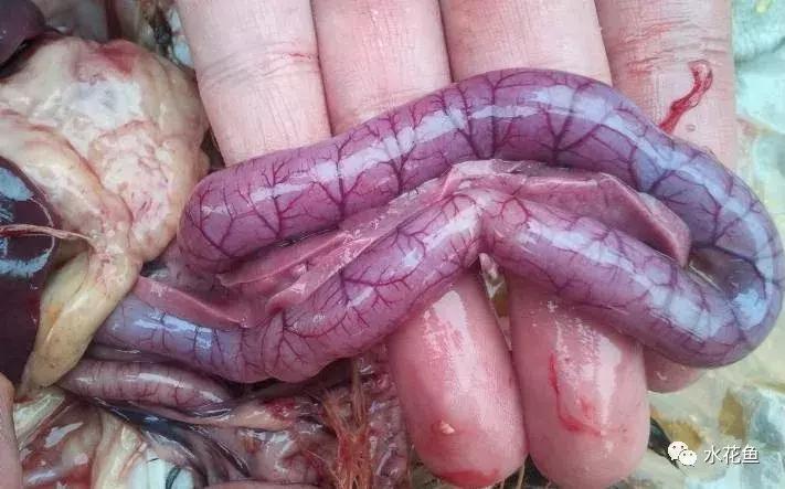 鱼类败血症病原,鱼类败血症的症状