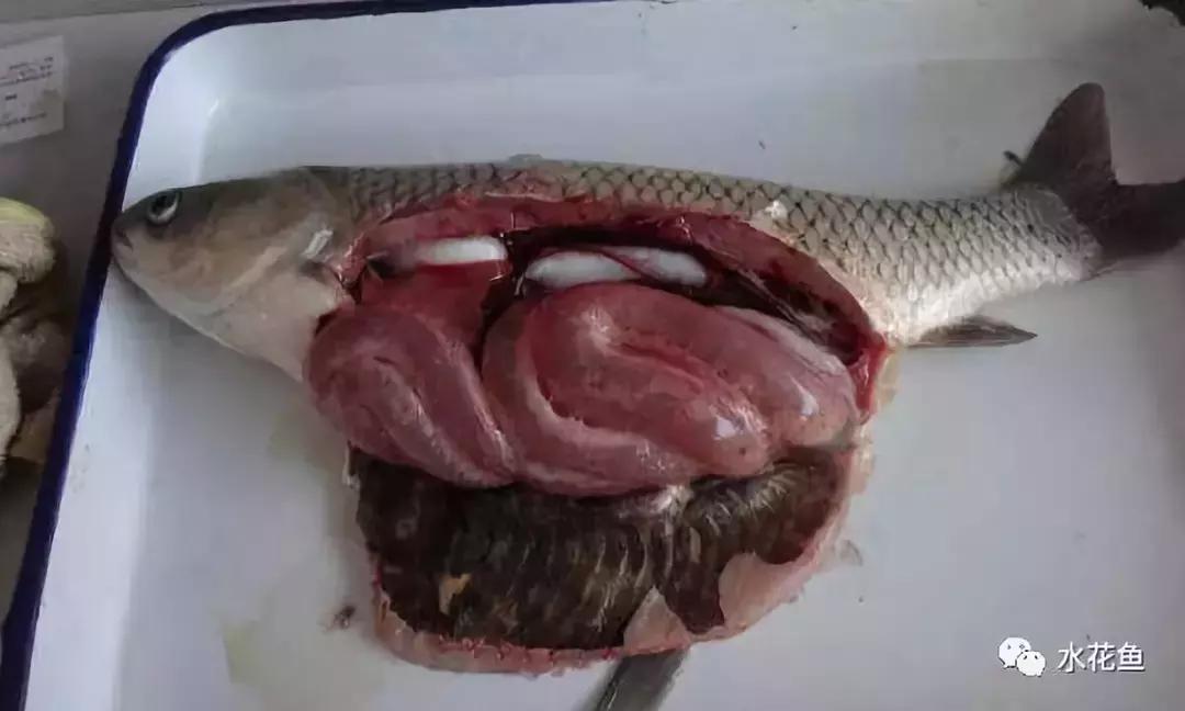 鱼类败血症病原,鱼类败血症的症状