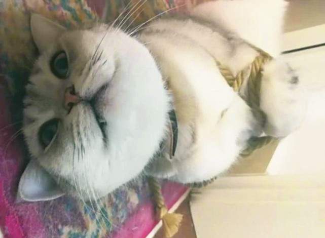 猫咪偷吃食物被暴打会怎样,猫咪因偷吃主人暴打得死去活来