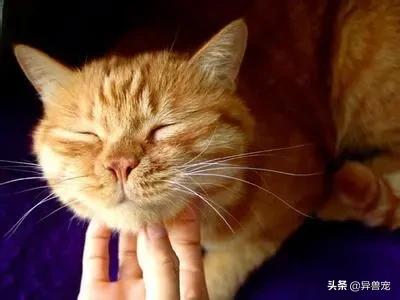 猫咪的日常护理知识,猫咪的日常生活