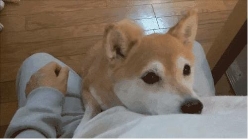 艺术狗,艺术狗画