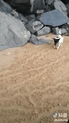 艺术狗,艺术狗画