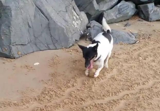 艺术狗,艺术狗画