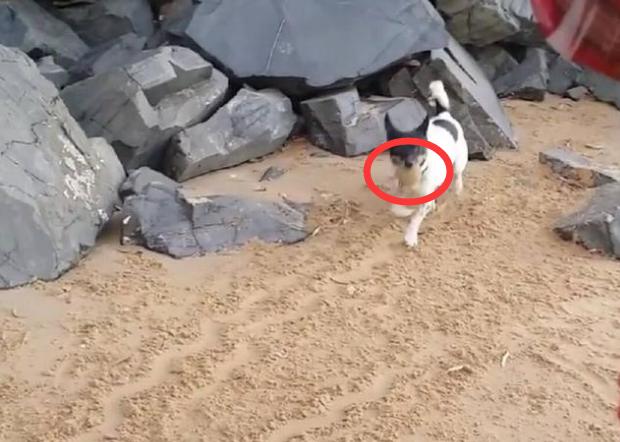 艺术狗,艺术狗画