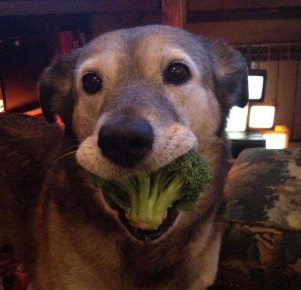 艺术狗,艺术狗画