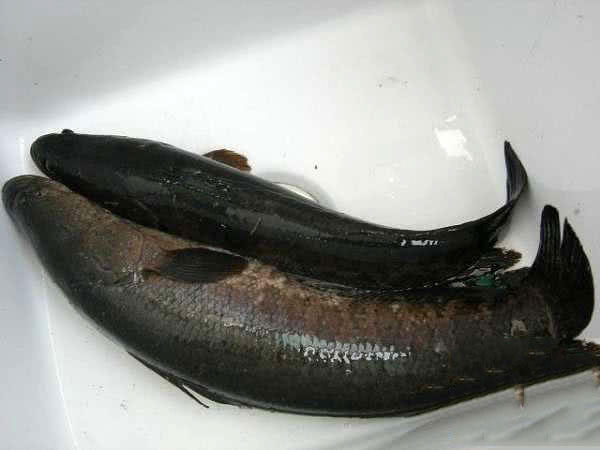 废弃鱼塘黑鱼泛滥,农村野塘里面的黑鱼