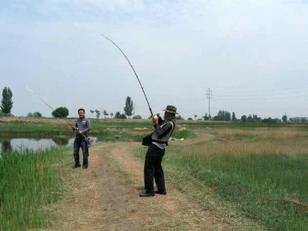 废弃鱼塘黑鱼泛滥,农村野塘里面的黑鱼