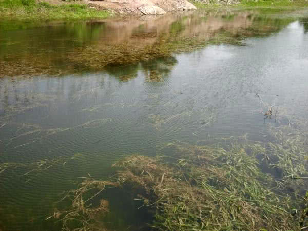 废弃鱼塘黑鱼泛滥,农村野塘里面的黑鱼