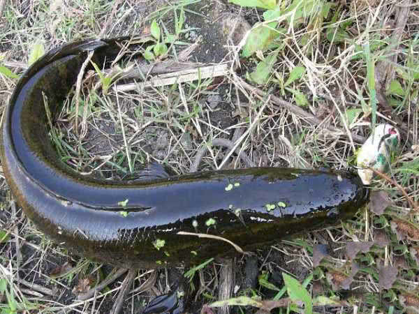 废弃鱼塘黑鱼泛滥,农村野塘里面的黑鱼