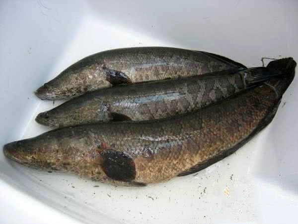 废弃鱼塘黑鱼泛滥,农村野塘里面的黑鱼