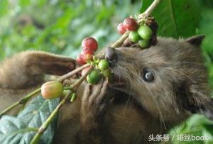 猫屎咖啡和象屎咖啡哪个好,象屎咖啡和猫屎咖啡哪个贵