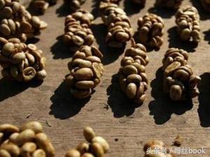 猫屎咖啡和象屎咖啡哪个好,象屎咖啡和猫屎咖啡哪个贵