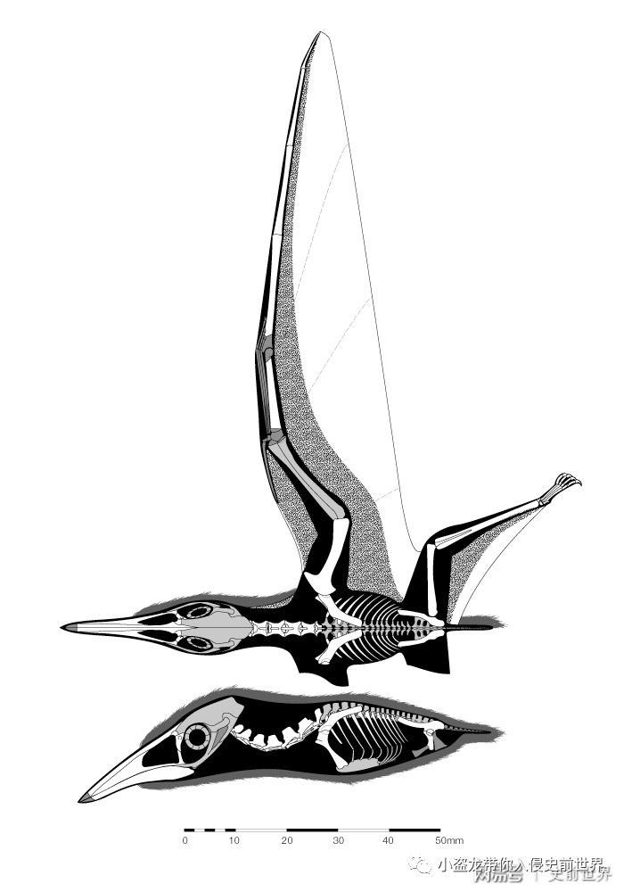 翼龙家族最小的翼龙,你以为很小的动物其实比蚂蚁还小