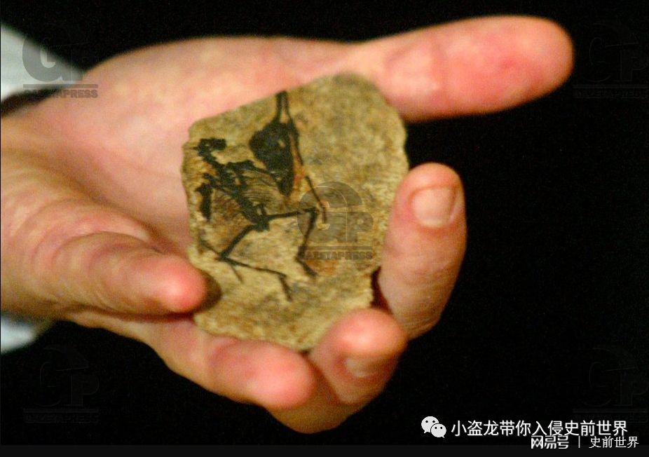 翼龙家族最小的翼龙,你以为很小的动物其实比蚂蚁还小