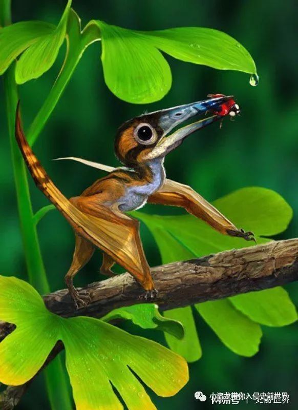 翼龙家族最小的翼龙,你以为很小的动物其实比蚂蚁还小