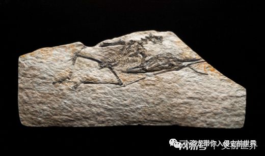 翼龙家族最小的翼龙,你以为很小的动物其实比蚂蚁还小